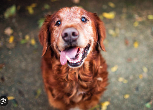 Happy golden retriever enjoying an active life