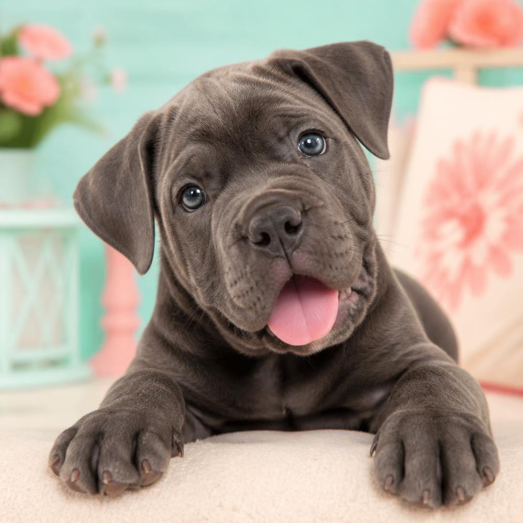 Happy Cane Corso puppy